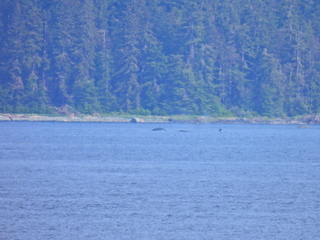 Filename=DSCN2189.JPG
Filesize=6730KiB
Dimensions=4608x3456
Date added=Jun 10, 2023 DSCN2189.JPG