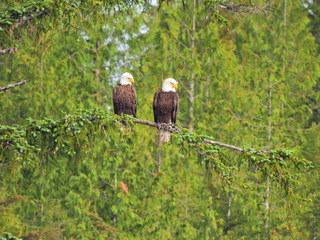 Filename=DSCN2220.JPG
Filesize=6885KiB
Dimensions=4608x3456
Date added=Jun 10, 2023 DSCN2220.JPG