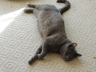 Filename=DSCN5360.JPG
Filesize=6142KiB
Dimensions=4608x3456
Date added=Sep 15, 2019 DSCN5360.JPG