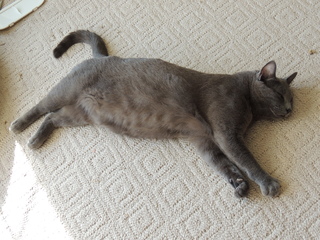 Filename=DSCN5361.JPG
Filesize=6294KiB
Dimensions=4608x3456
Date added=Sep 15, 2019 DSCN5361.JPG