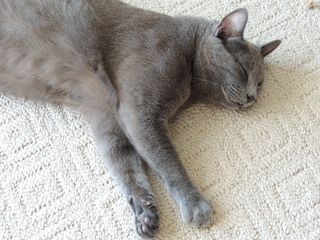 Filename=DSCN5363.JPG
Filesize=6198KiB
Dimensions=4608x3456
Date added=Sep 15, 2019 DSCN5363.JPG