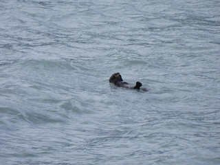 Filename=DSCN5729.JPG
Filesize=6842KiB
Dimensions=4608x3456
Date added=May 12, 2025 DSCN5729.JPG