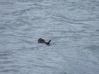 Filename=DSCN5730.JPG
Filesize=7017KiB
Dimensions=4608x3456
Date added=May 12, 2025 DSCN5730.JPG