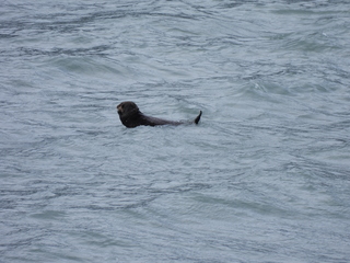 Filename=DSCN5731.JPG
Filesize=6582KiB
Dimensions=4608x3456
Date added=May 12, 2025 DSCN5731.JPG