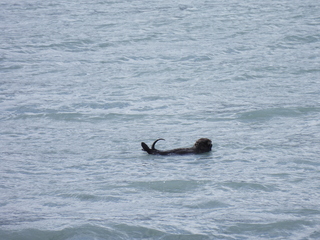 Filename=DSCN5837.JPG
Filesize=7219KiB
Dimensions=4608x3456
Date added=May 12, 2025 DSCN5837.JPG