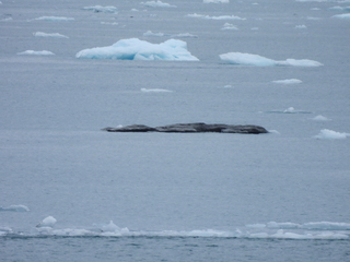 Filename=DSCN6499.JPG
Filesize=6506KiB
Dimensions=4608x3456
Date added=Aug 30, 2025 DSCN6499.JPG