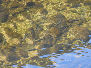 Filename=DSCN6848.JPG
Filesize=7180KiB
Dimensions=4608x3456
Date added=Aug 30, 2025 DSCN6848.JPG