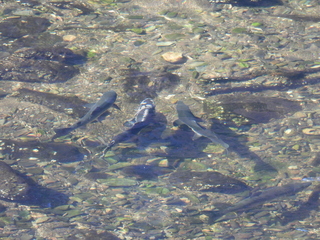 Filename=DSCN6849.JPG
Filesize=7179KiB
Dimensions=4608x3456
Date added=Aug 30, 2025 DSCN6849.JPG