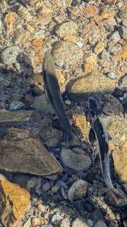 Filename=PXL_20250826_203953257.jpg
Filesize=9479KiB
Dimensions=4590x8160
Date added=Aug 30, 2025 PXL_20250826_203953257.jpg