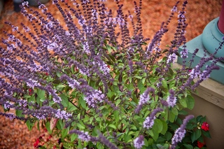 Filename=DSC_3299.jpg
Filesize=12829KiB
Dimensions=7360x4912
Date added=Sep 15, 2019 DSC_3299.jpg