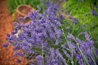 Filename=DSC_3302.jpg
Filesize=12402KiB
Dimensions=7360x4912
Date added=Sep 15, 2019 DSC_3302.jpg