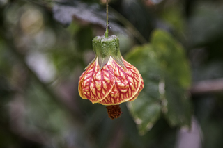 Filename=DSC_3304.jpg
Filesize=8838KiB
Dimensions=4306x2876
Date added=Sep 15, 2019 DSC_3304.jpg