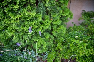 Filename=DSC_3306.jpg
Filesize=10023KiB
Dimensions=7360x4912
Date added=Sep 15, 2019 DSC_3306.jpg