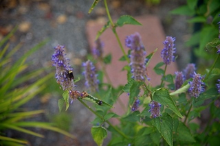 Filename=DSC_3334~0.jpg
Filesize=6101KiB
Dimensions=7360x4912
Date added=Sep 15, 2019 DSC_3334~0.jpg