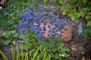 Filename=DSC_3335.jpg
Filesize=10218KiB
Dimensions=7360x4912
Date added=Sep 15, 2019 DSC_3335.jpg