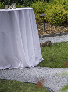 Filename=DSC_3340.jpg
Filesize=4105KiB
Dimensions=2118x2846
Date added=Sep 15, 2019 DSC_3340.jpg