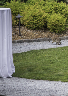 Filename=DSC_3342.jpg
Filesize=4099KiB
Dimensions=1844x2602
Date added=Sep 15, 2019 DSC_3342.jpg