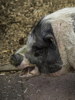 Filename=DSC_3347.jpg
Filesize=12015KiB
Dimensions=3691x4912
Date added=Sep 15, 2019 DSC_3347.jpg