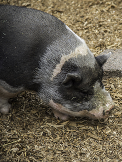 Filename=DSC_3348.jpg
Filesize=13611KiB
Dimensions=3703x4912
Date added=Sep 15, 2019 DSC_3348.jpg