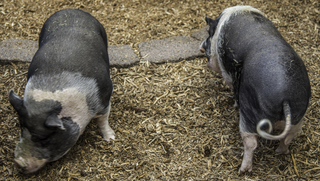 Filename=DSC_3349.jpg
Filesize=12327KiB
Dimensions=5744x3254
Date added=Sep 15, 2019 DSC_3349.jpg