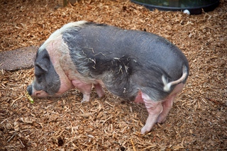 Filename=DSC_3351.jpg
Filesize=18742KiB
Dimensions=7360x4912
Date added=Sep 15, 2019 DSC_3351.jpg