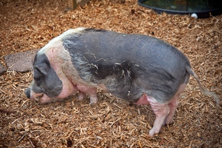 Filename=DSC_3352.jpg
Filesize=18246KiB
Dimensions=7360x4912
Date added=Sep 15, 2019 DSC_3352.jpg