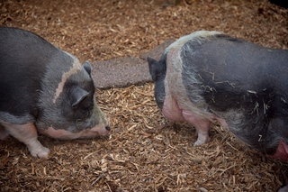 Filename=DSC_3353.jpg
Filesize=15851KiB
Dimensions=7360x4912
Date added=Sep 15, 2019 DSC_3353.jpg