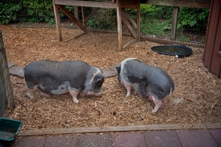 Filename=DSC_3354.jpg
Filesize=16768KiB
Dimensions=7360x4912
Date added=Sep 15, 2019 DSC_3354.jpg