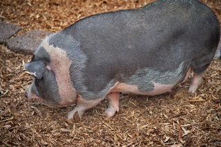 Filename=DSC_3357.jpg
Filesize=20711KiB
Dimensions=7360x4912
Date added=Sep 15, 2019 DSC_3357.jpg