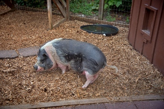 Filename=DSC_3358.jpg
Filesize=16212KiB
Dimensions=7360x4912
Date added=Sep 15, 2019 DSC_3358.jpg