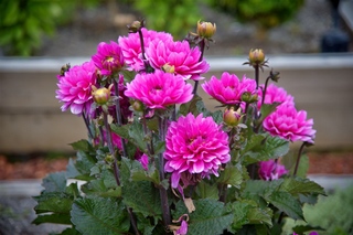 Filename=DSC_3361.jpg
Filesize=10624KiB
Dimensions=7360x4912
Date added=Sep 15, 2019 DSC_3361.jpg