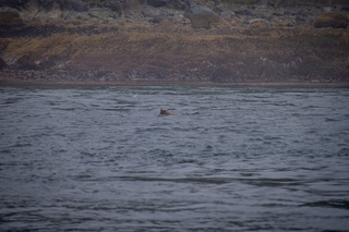 Filename=DSC_3709.jpg
Filesize=8839KiB
Dimensions=7360x4912
Date added=Sep 16, 2019 DSC_3709.jpg