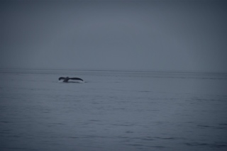 Filename=DSC_3715.jpg
Filesize=2998KiB
Dimensions=7360x4912
Date added=Sep 16, 2019 DSC_3715.jpg