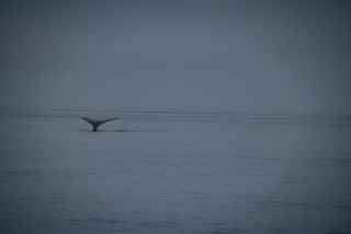 Filename=DSC_3716.jpg
Filesize=2879KiB
Dimensions=7360x4912
Date added=Sep 16, 2019 DSC_3716.jpg