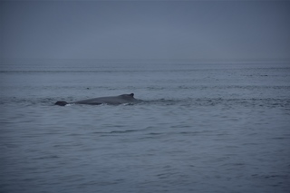 Filename=DSC_3730.jpg
Filesize=4202KiB
Dimensions=7360x4912
Date added=Sep 16, 2019 DSC_3730.jpg