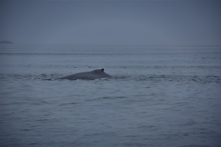 Filename=DSC_3731.jpg
Filesize=4157KiB
Dimensions=7360x4912
Date added=Sep 16, 2019 DSC_3731.jpg