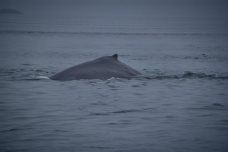 Filename=DSC_3732.jpg
Filesize=4232KiB
Dimensions=7360x4912
Date added=Sep 16, 2019 DSC_3732.jpg