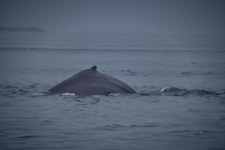 Filename=DSC_3733.jpg
Filesize=4281KiB
Dimensions=7360x4912
Date added=Sep 16, 2019 DSC_3733.jpg