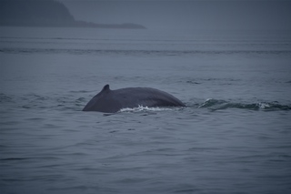 Filename=DSC_3735.jpg
Filesize=4253KiB
Dimensions=7360x4912
Date added=Sep 16, 2019 DSC_3735.jpg