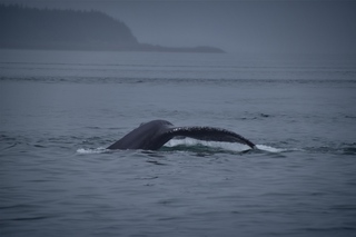 Filename=DSC_3737.jpg
Filesize=4267KiB
Dimensions=7360x4912
Date added=Sep 16, 2019 DSC_3737.jpg