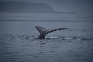 Filename=DSC_3738.jpg
Filesize=4174KiB
Dimensions=7360x4912
Date added=Sep 16, 2019 DSC_3738.jpg