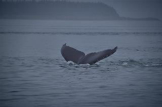 Filename=DSC_3739.jpg
Filesize=4347KiB
Dimensions=7360x4912
Date added=Sep 16, 2019 DSC_3739.jpg