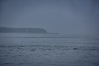 Filename=DSC_3740.jpg
Filesize=3679KiB
Dimensions=7360x4912
Date added=Sep 16, 2019 DSC_3740.jpg