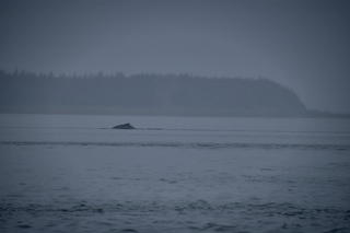 Filename=DSC_3741.jpg
Filesize=3254KiB
Dimensions=7360x4912
Date added=Sep 16, 2019 DSC_3741.jpg