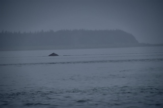 Filename=DSC_3742.jpg
Filesize=3202KiB
Dimensions=7360x4912
Date added=Sep 16, 2019 DSC_3742.jpg