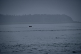 Filename=DSC_3743.jpg
Filesize=3313KiB
Dimensions=7360x4912
Date added=Sep 16, 2019 DSC_3743.jpg