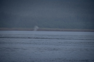 Filename=DSC_3748.jpg
Filesize=6207KiB
Dimensions=7360x4912
Date added=Sep 16, 2019 DSC_3748.jpg