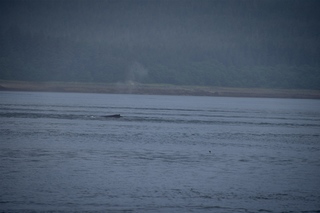 Filename=DSC_3750.jpg
Filesize=5889KiB
Dimensions=7360x4912
Date added=Sep 16, 2019 DSC_3750.jpg