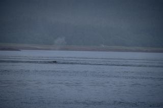 Filename=DSC_3754.jpg
Filesize=5489KiB
Dimensions=7360x4912
Date added=Sep 16, 2019 DSC_3754.jpg