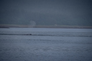 Filename=DSC_3759.jpg
Filesize=5188KiB
Dimensions=7360x4912
Date added=Sep 16, 2019 DSC_3759.jpg